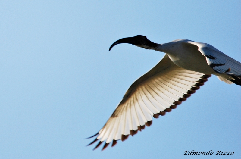 Ibis sacro a Bentivoglio